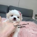 하늘켄넬 네이버블로그