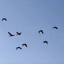 청둥오리 이미지