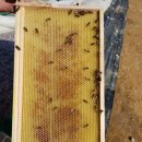 한국양봉산업 이미지