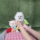 바른 애견 | 광주서창동강아지분양 세하동고양이분양 다양한 칼라의 포메라니안을 만났던 펫왕국 애견샵!