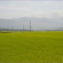 오미청국장 이미지