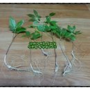 횡성산촌민박 이미지