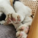 살랑 그루밍 이미지