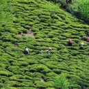 화개축산 이미지
