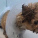 몽마르뜨 동물병원 | 믿고 다닐 수 있는 몽마르뜨 동물병원 탐방기🐾