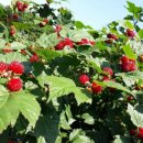 산딸기 - 김해시 번화1로68번길 19 | 산딸기
