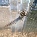 태안나비 이미지