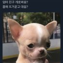 예솔 Daum카페