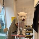 하오하개 | 🐶 대형견 사모예드 미용 후기 ✂️ 용인 애견미용실 하오하개 탐방기