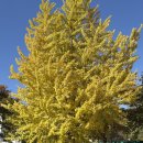 캠퍼스힐 | [용인] 지난 주말에 다녀온 단풍맛집, 용인 한국외대 글로벌캠퍼스 “명수당” 따끈따끈한 후기