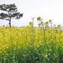 창해로 술을 빚고 명월로 촉을 삼아 이미지