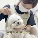 마릴린펫 이미지