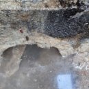 교리초등학교 앞 이미지