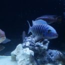 Pseudotropheus zebra dwarf Manda 야생! 이미지