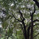 소나무언덕잠실본동도서관 | 소나무언덕잠실본동도서관 산책 겸 독서 나들이