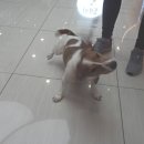 애나동물병원 이미지