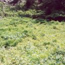 수연목장 이미지