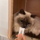 함께냥 성남점 이미지