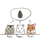 우리집 공주 루미를 소개합니다. (+ 햄스터 키우기 현실 팩폭)