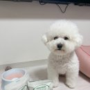 티어리베 | 강아지 눈, 눈물 영양제 &lt;하우스티어 리베티어&gt;