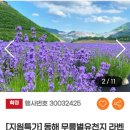 청정건어물/꽃과다육이 | 동해 무릉별유천지 라벤더꽃축제 당일여행, 테마캠프