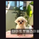아트펫 | 인천 애견미용 교육 더아트펫애견미용학원 진짜 전문가 되는 길