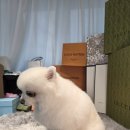 퍼스업 애견미용 | 대구애견미용학원 가위컷 전문, 8살 곤약 &amp; 2살 토리의 심쿵 변신 미용 후기!