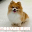 르블랑펫살롱 이미지