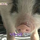 동물농장 이미지