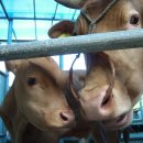 이땅에 한우 이미지