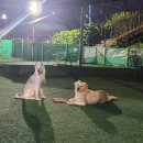 애견운동공원(하절기) 네이버블로그