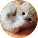 아담스펫 강아지분양 고양이분양 인천본점 이미지