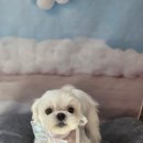 원당애견미용 이미지