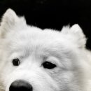 FAMILY DOG 네이버블로그