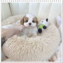 강아지분양 애견분양 퍼피플라워 중랑점 이미지