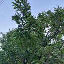 천등농장 이미지