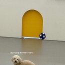 마조르댕 이미지