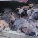 공범농장 이미지