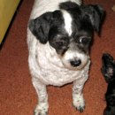 새별동물병원 이미지