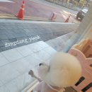 뚱이애견 이미지