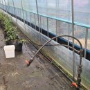 장미농장 이미지