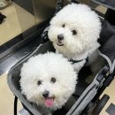 몰리스펫샵 스타필드시티 위례점 이미지