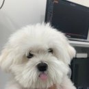 참동물의료센터 이미지