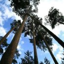 작은나무 이미지