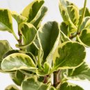 페페로미아 이미지