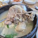 토계촌 | 서귀포 점심 삼계탕 한 그릇으로 제대로 몸보신할 수 있는 토계촌