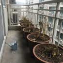 계룡호스릴-10 | 물호스 릴 10m 마당 물주기용 샀다가 후회한 이유