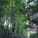 경춘선숲길(도깨비시장 앞) | 서울 도심에서 기찻길 산책 공릉동 경춘선 공릉숲길