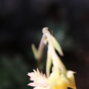 천사다육 - 함양군 화촌길 54-3 | 천사다육