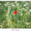 평화마루 이미지